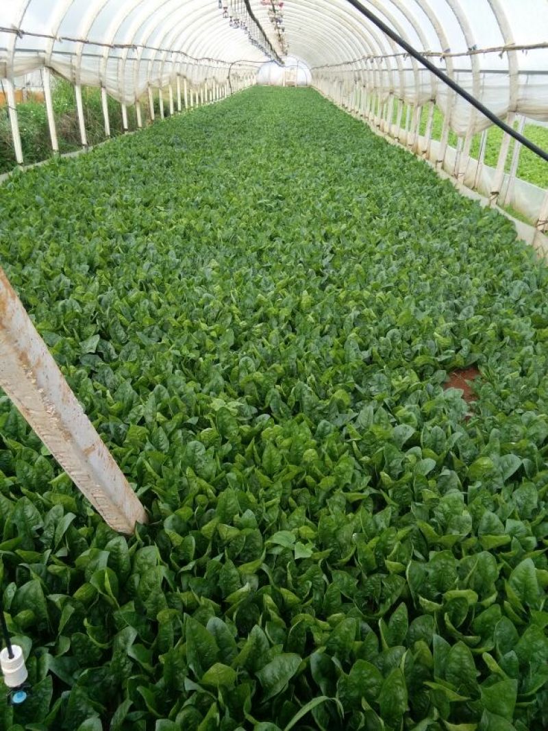 夏菠菜20~25厘米