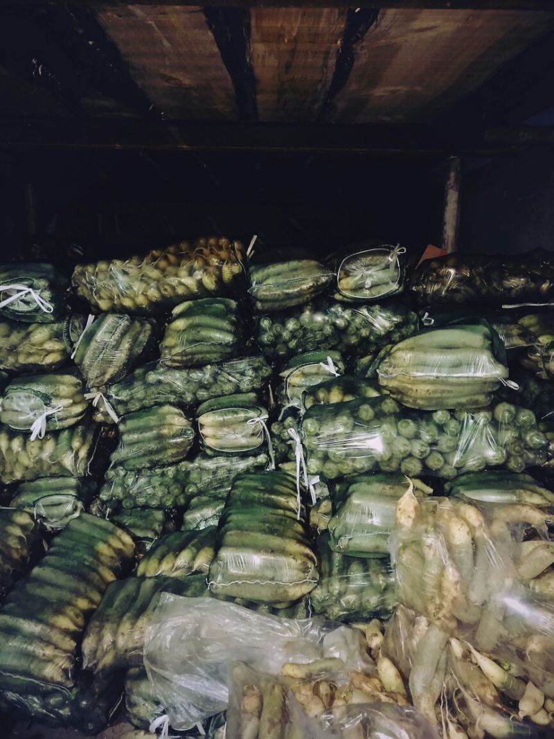 潍县萝卜1~1.5斤起