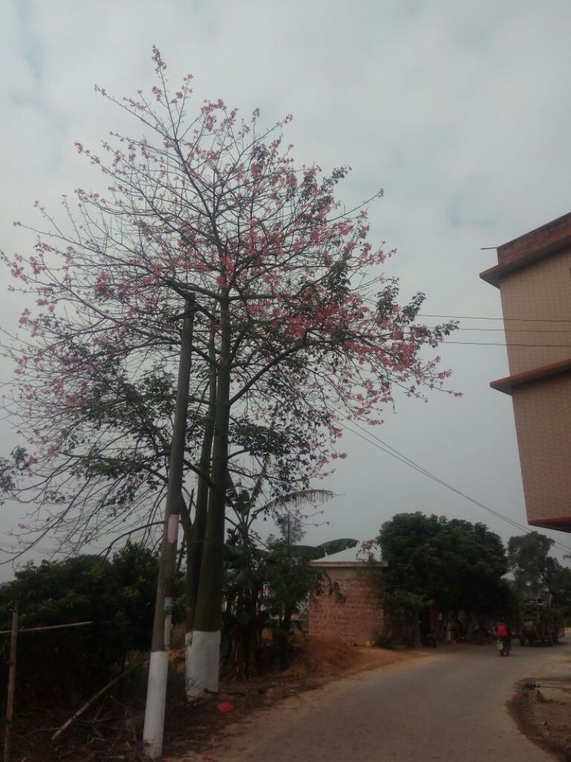 木棉树苗50~80cm