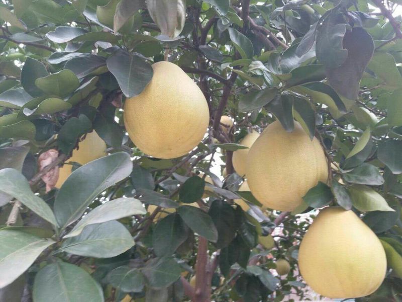 蜜柚2斤以上