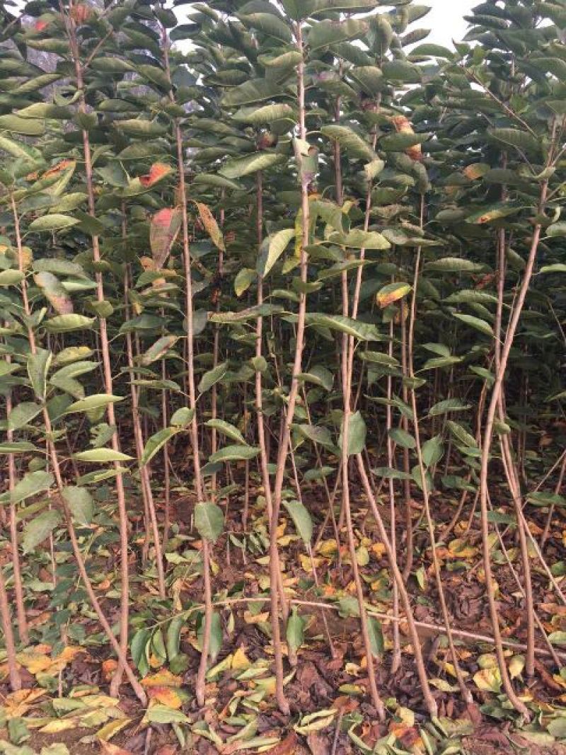 矮化樱桃苗车厘子苗大棚樱桃苗一根棍大樱桃苗基地直销
