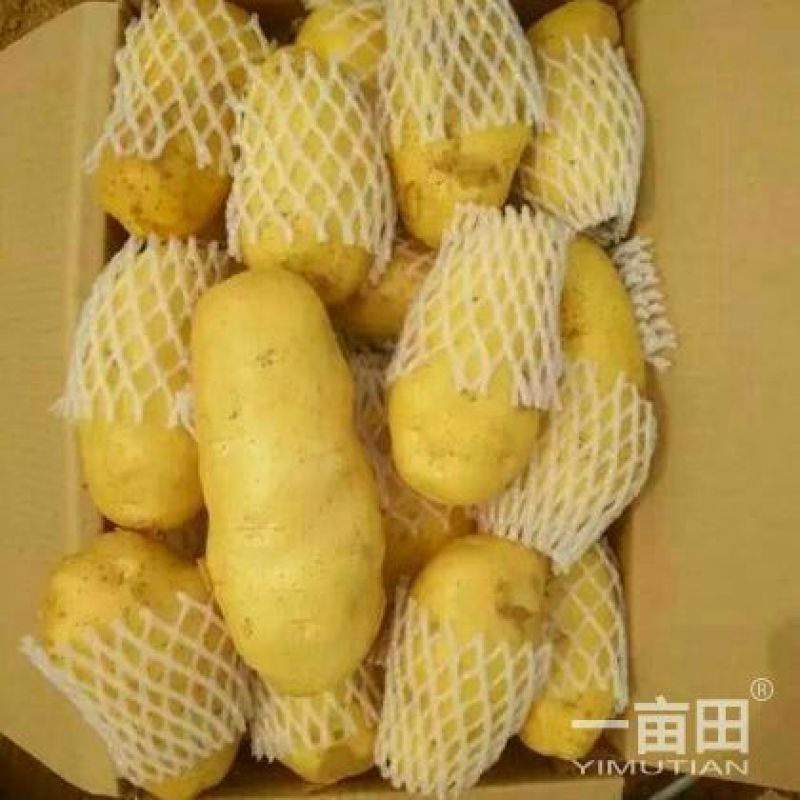 荷兰十五土豆2两以上