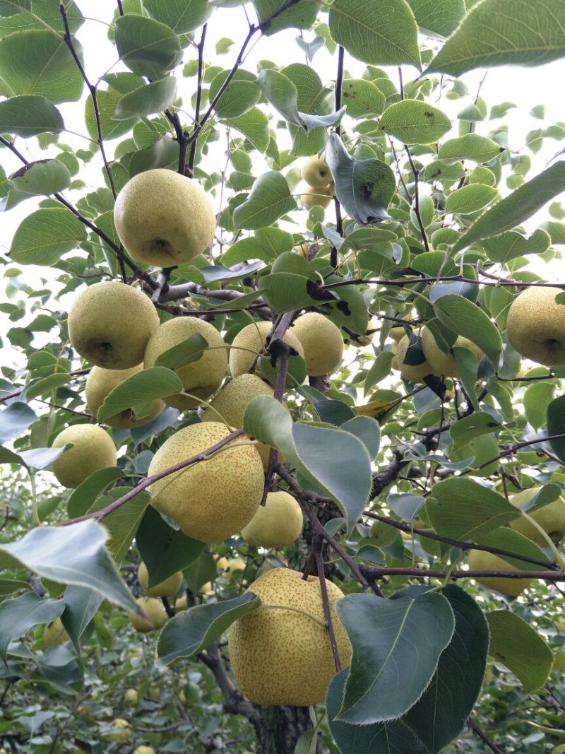 砀山梨250~300g纸箱