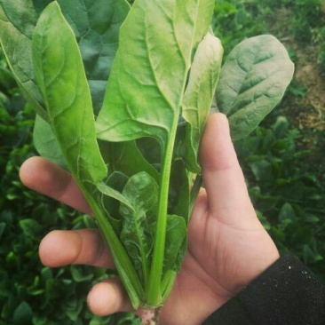 黑叶菠菜10~15厘米