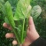 黑叶菠菜10~15厘米