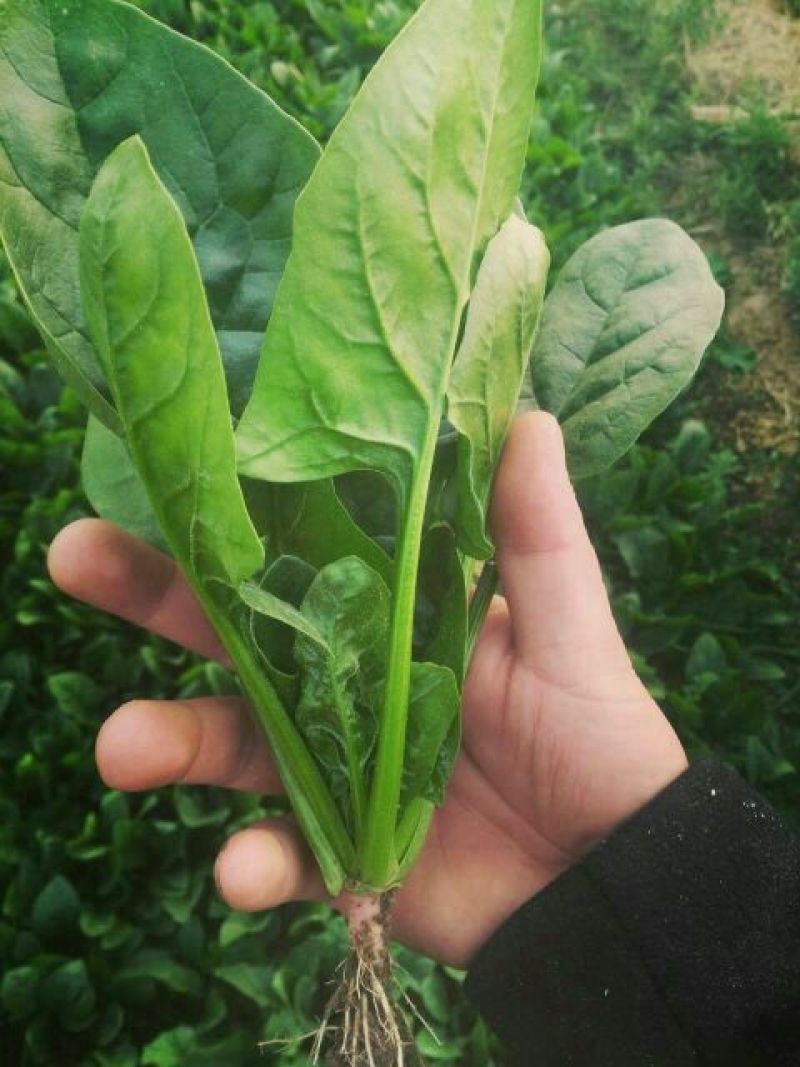 黑叶菠菜10~15厘米