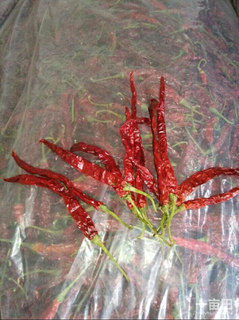 长角辣椒精品9成干以上