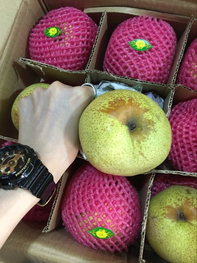 贡梨
