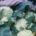 白花菜散装