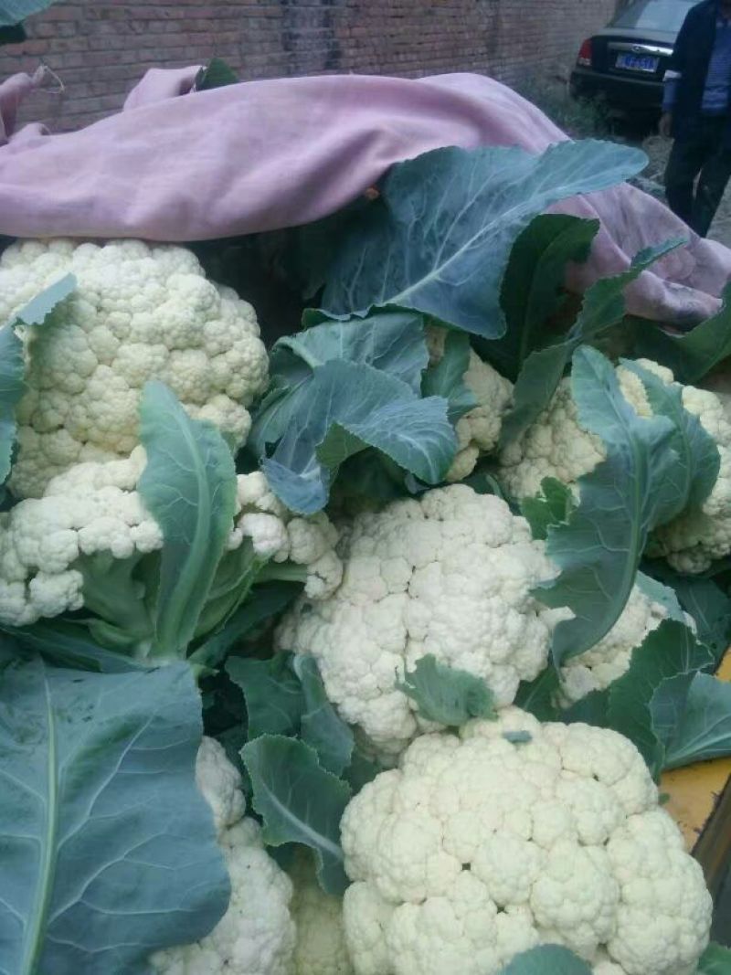 白花菜散装