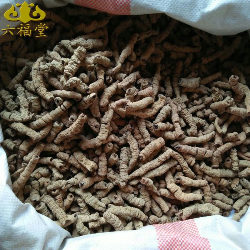 巴戟特级