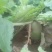 青萝卜1~1.5斤起