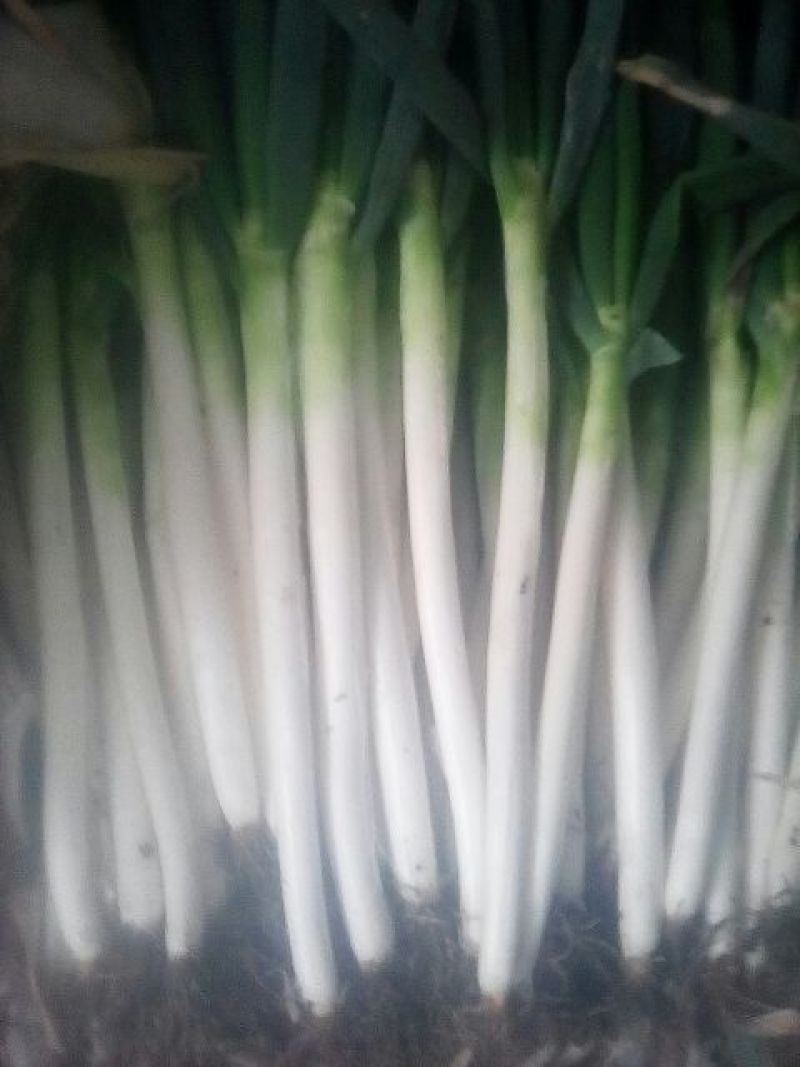 铁杆大葱毛葱2cm左右