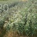 茶花山茶花，五色赤丹，贝拉六角大红五色赤丹等等