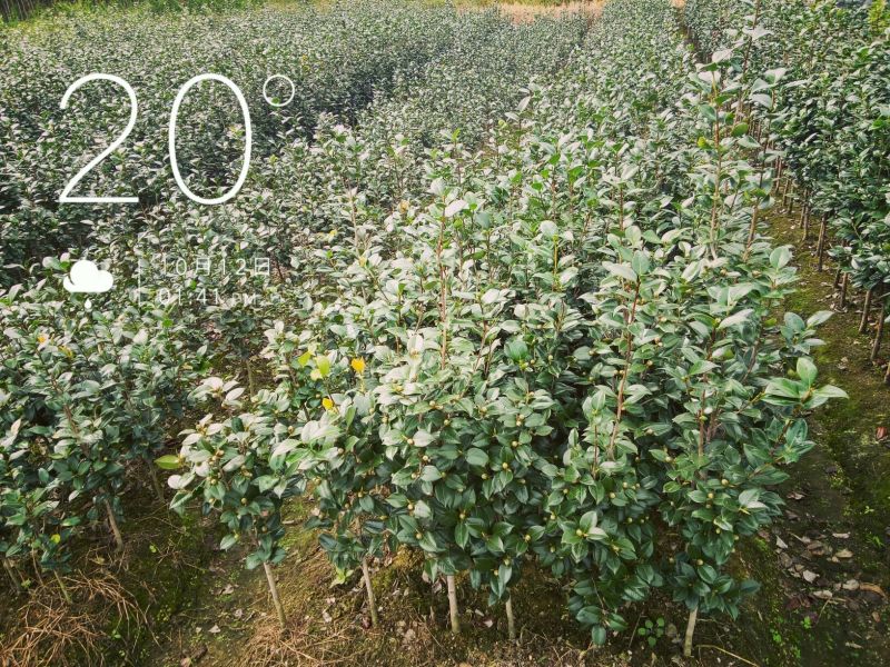 茶花山茶花，五色赤丹，贝拉六角大红五色赤丹等等
