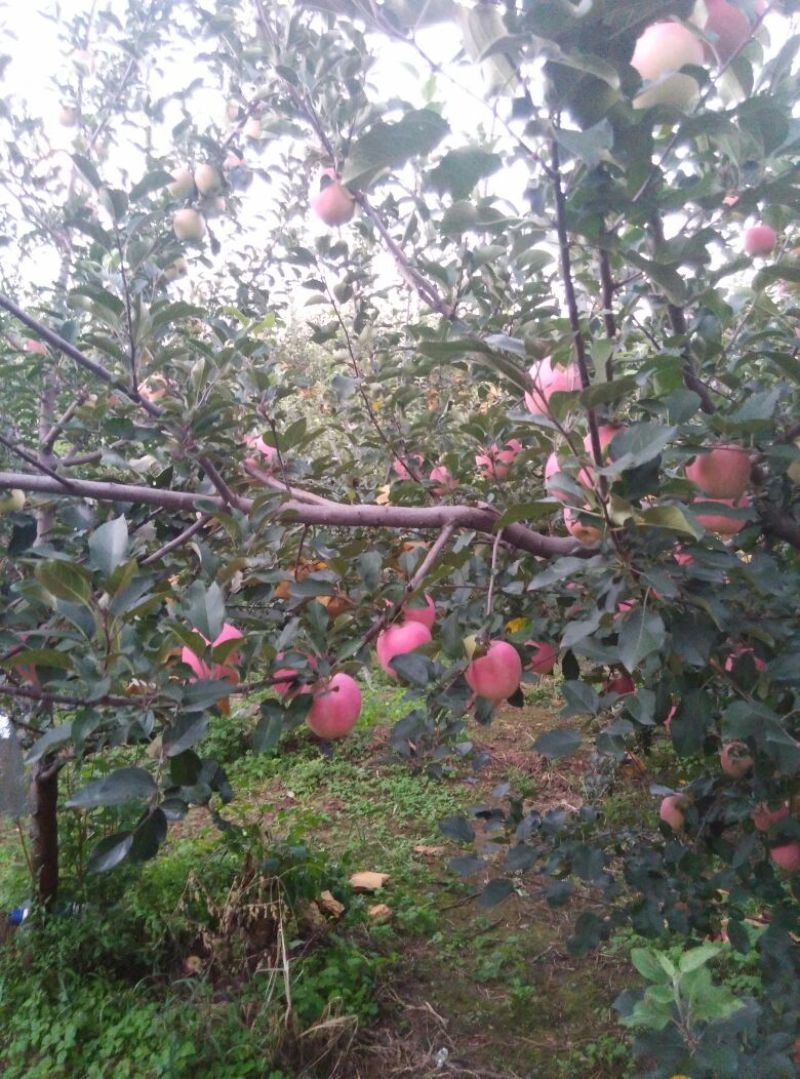 烟富3号纸袋