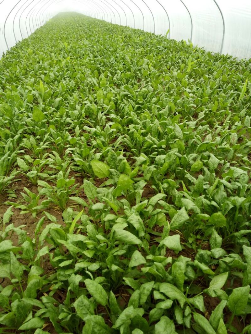 越冬菠菜25~30厘米