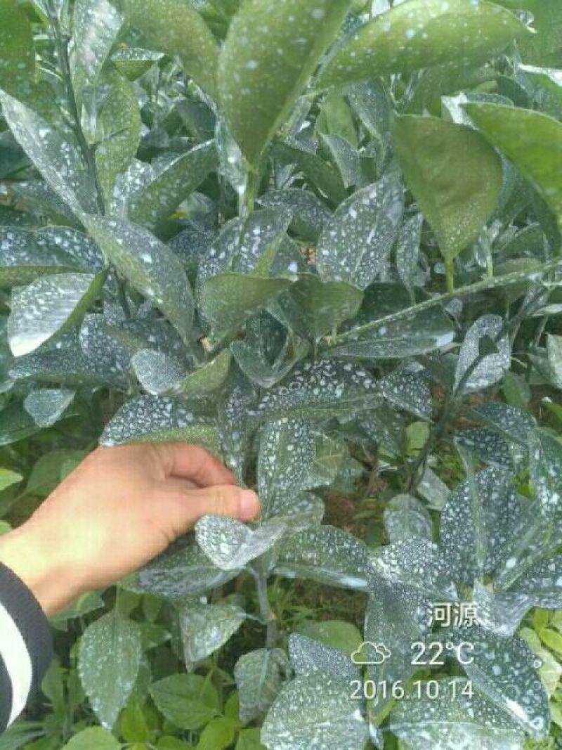 正宗赣南纽荷尔脐橙树苗无毒区培育地苗杯苗技术供应