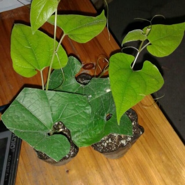 罗汉果苗
