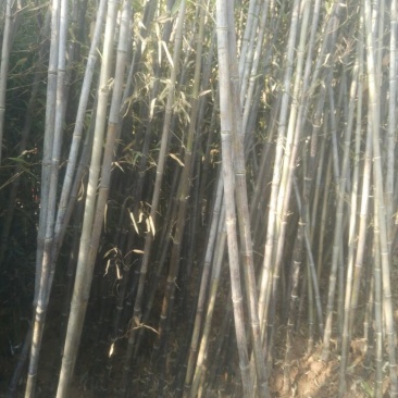 斑竹2~3m