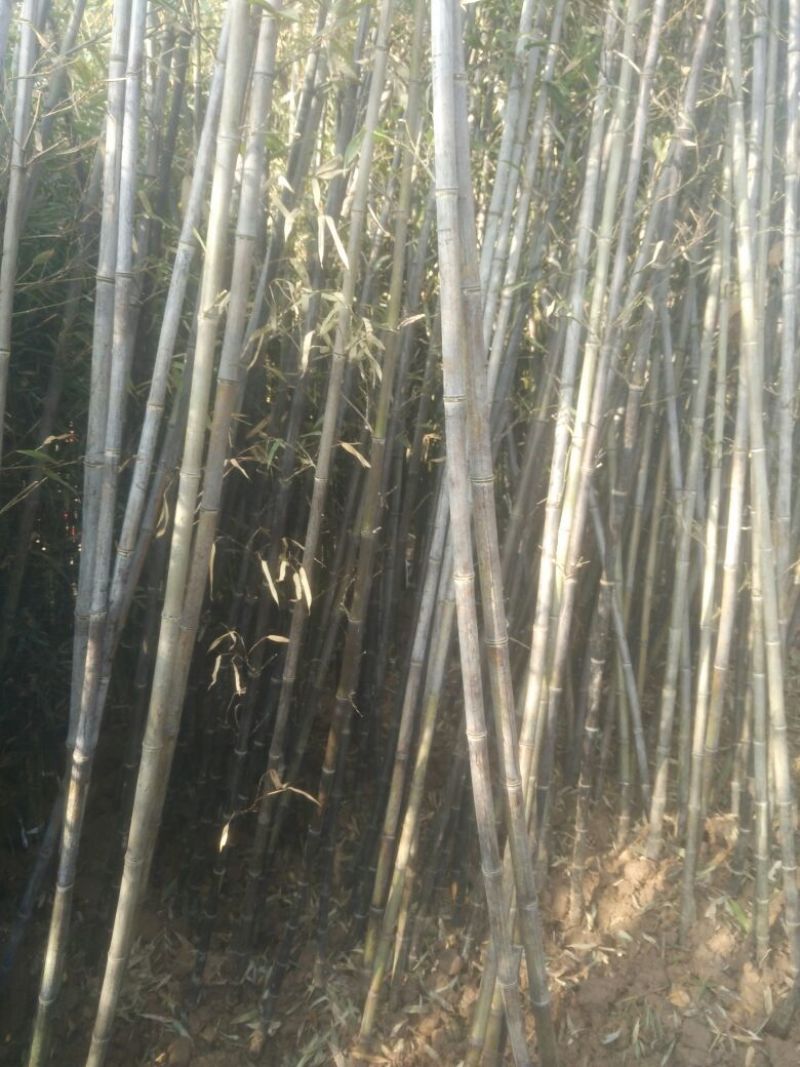 斑竹2~3m