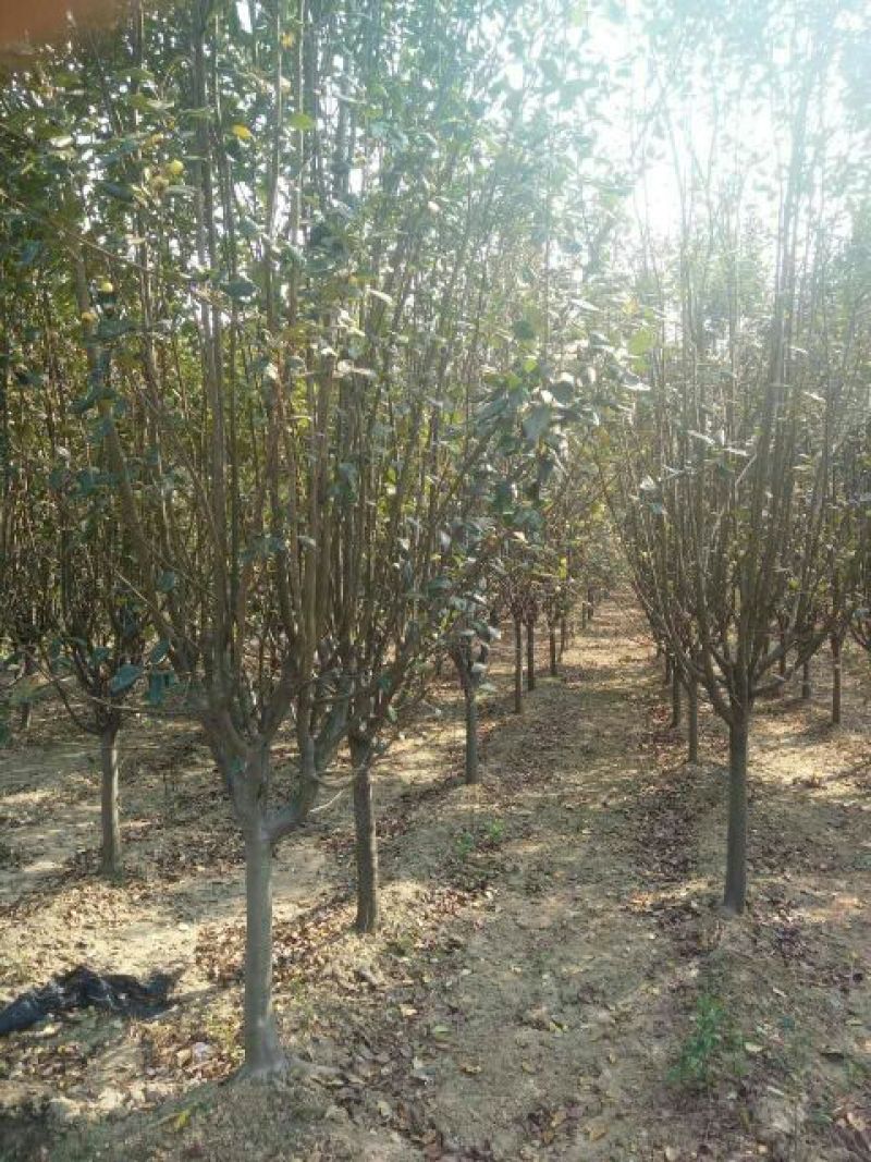 西府海棠6~8cm4~6cm4~6cm