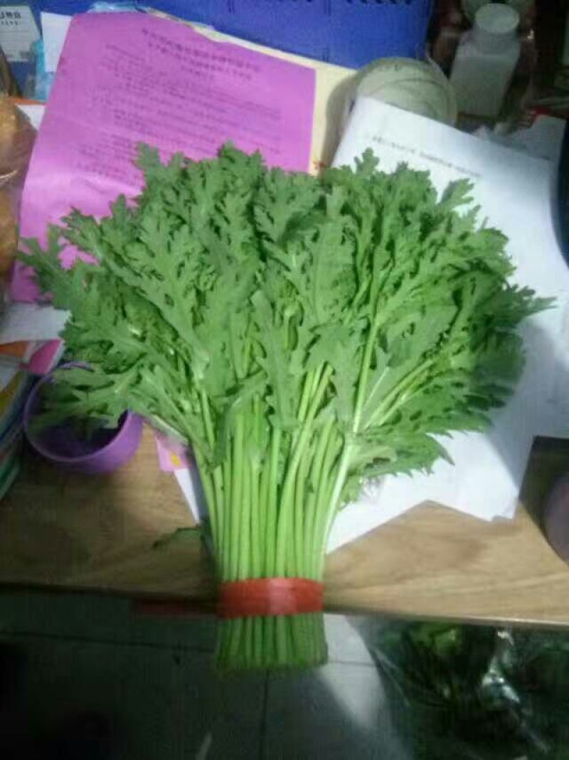 茼蒿30~35cm大量供应潍坊茼蒿，精品茼蒿菜