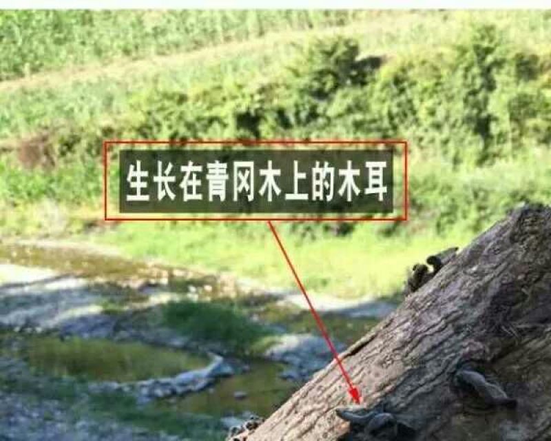 秋耳特级