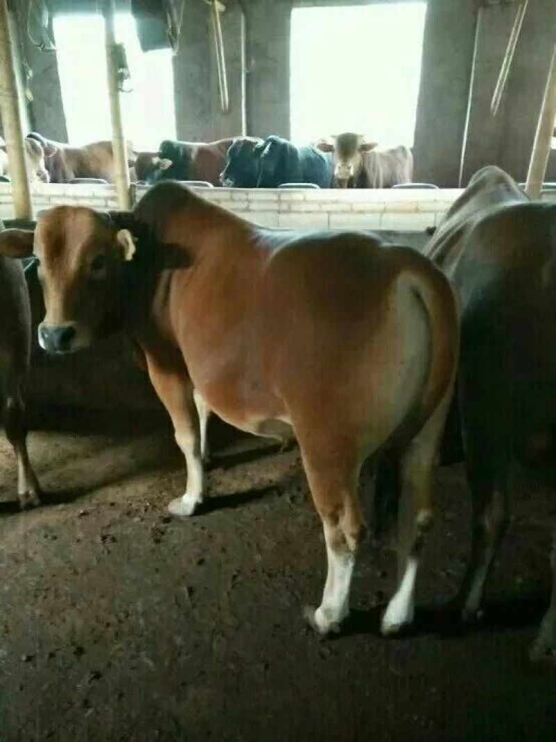 肉驴100~200斤