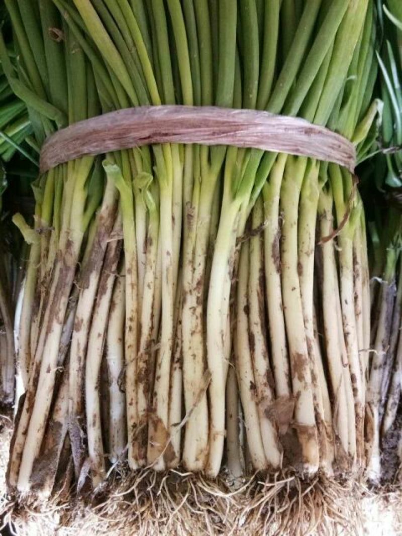 分葱大葱净葱1cm左右40cm以上