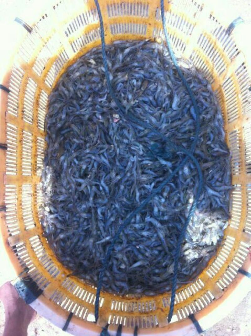 河虾活虾26~30只/kg
