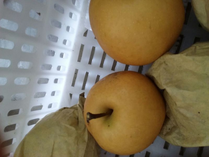 丰水梨，园红梨，250~300g起，纸袋，上市了