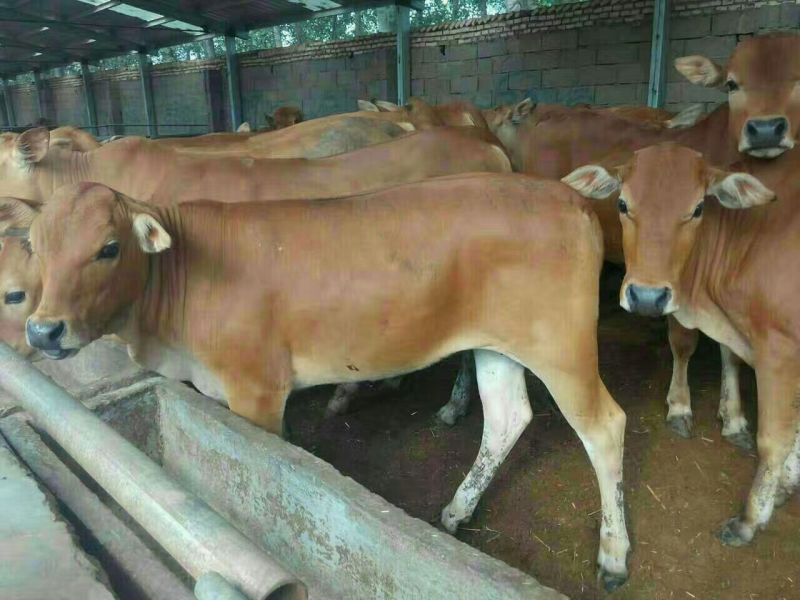 牛犊300~400kg