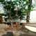 茶花30~50cm