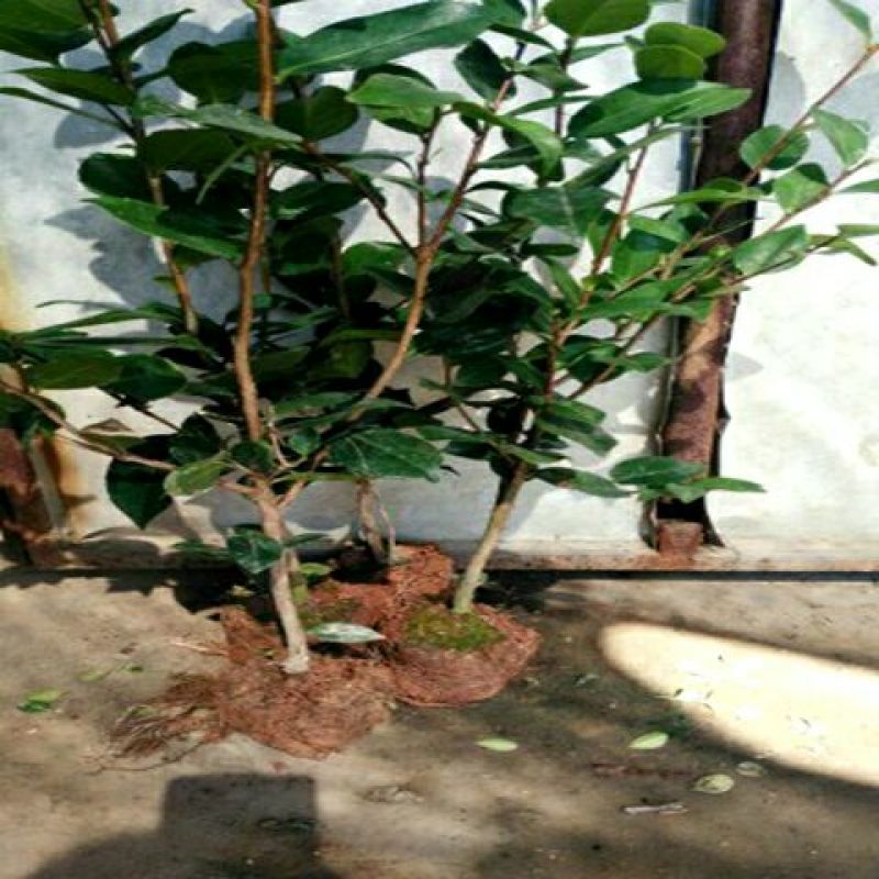 茶花30~50cm