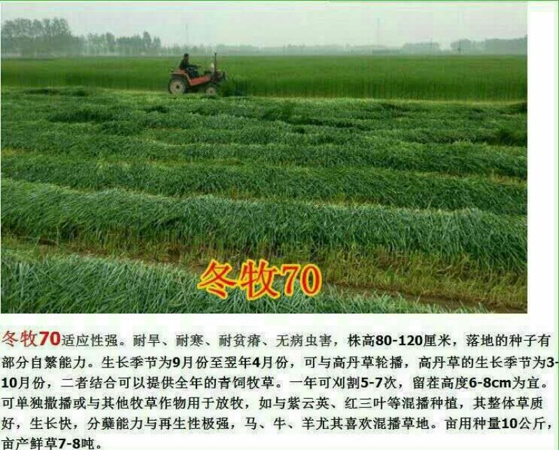 黑麦草种子
