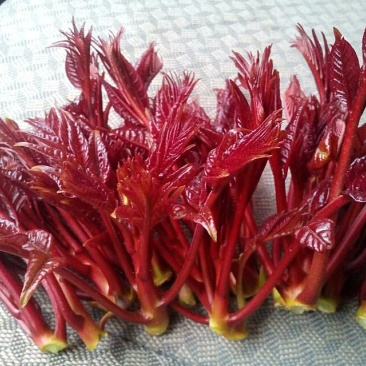 红油香椿10~19cm