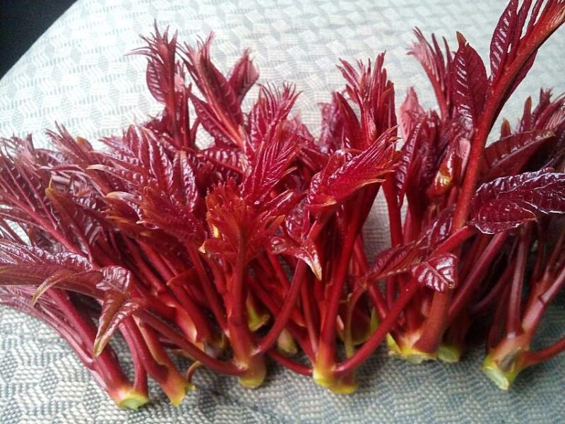 红油香椿10~19cm