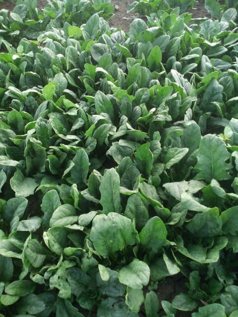 大叶菠菜15~20厘米