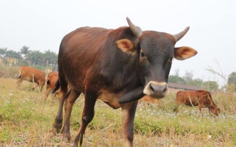 牛肉干
