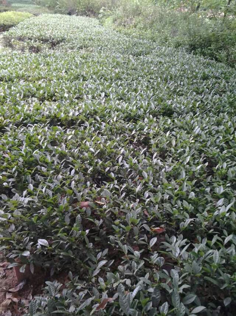 观音茶二级