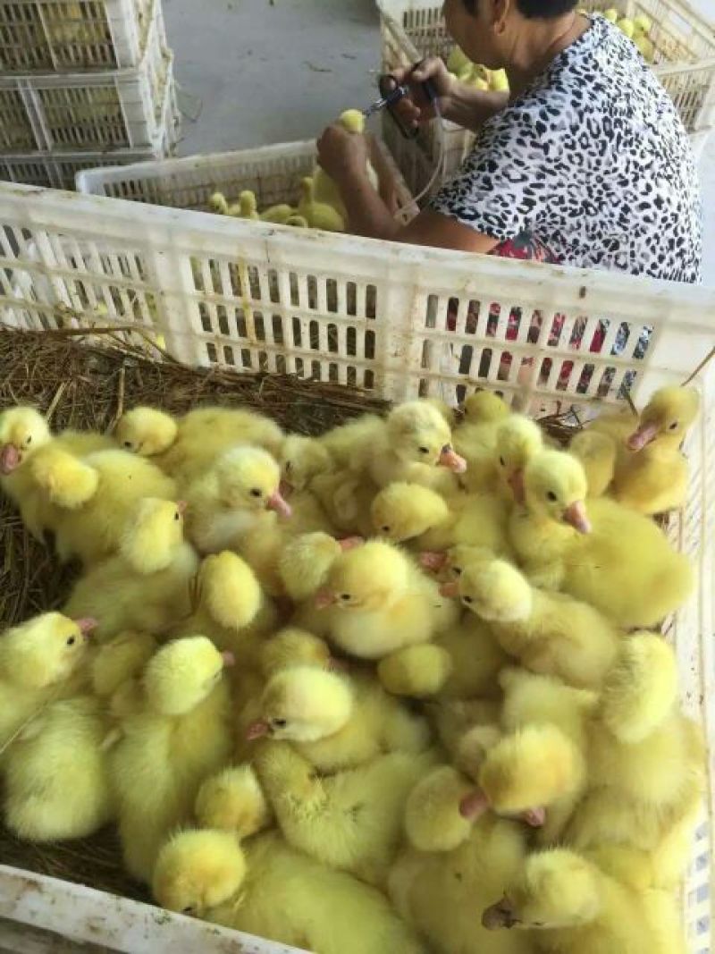 狮头鹅苗250g以下