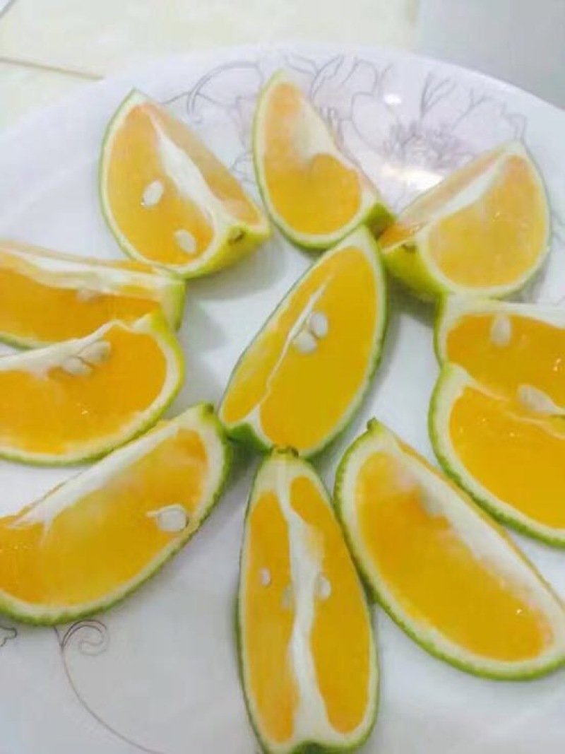 红江橙苗