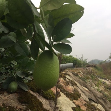 香水柠檬树苗