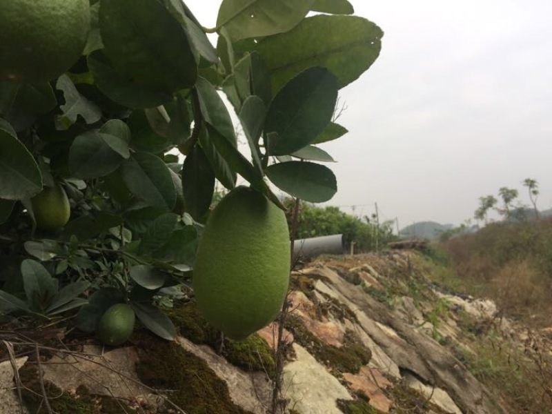香水柠檬树苗