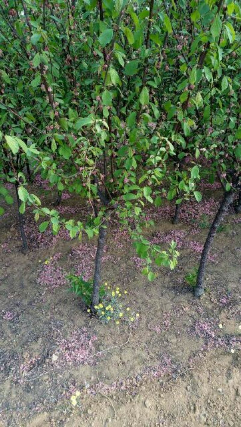 榆叶梅自家苗圃电话联系树形优美欢迎来电咨询