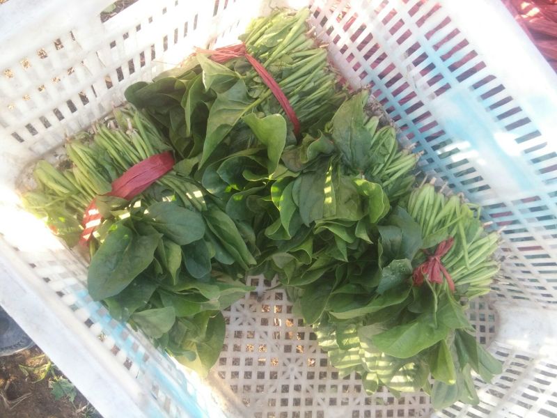 黑叶菠菜25~30厘米