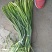 莒县蒜薹60~70厘米，货源充足，冷库直销，