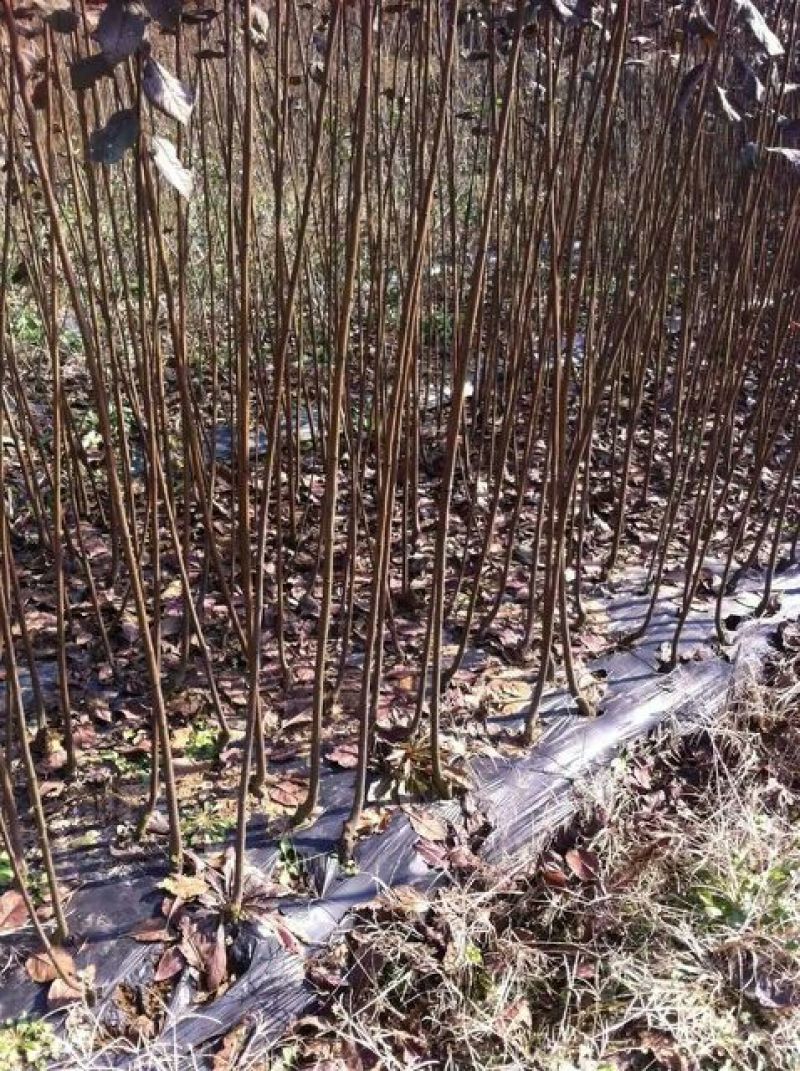 长期批发湖南紫叶李，紫叶李小苗，精品紫叶李，湖南红叶李