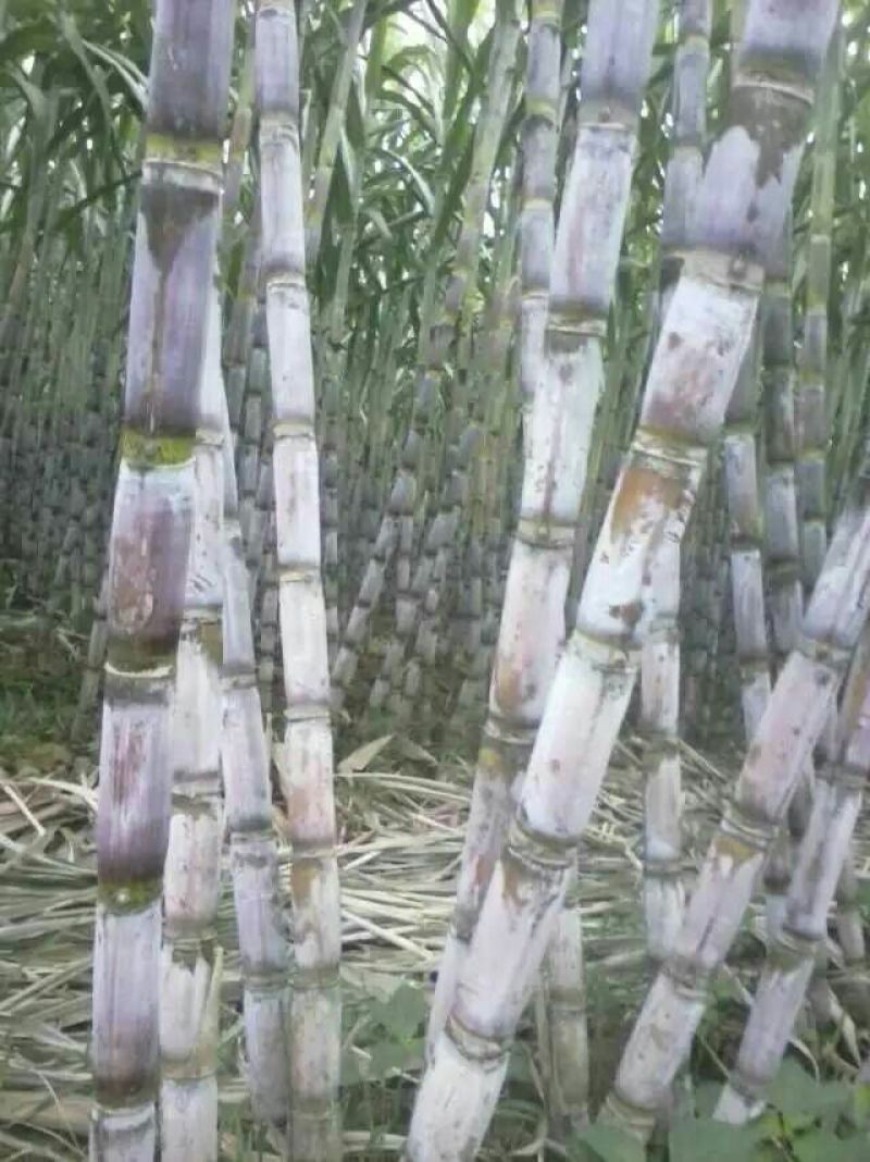 青皮白玉甘蔗青皮甘蔗50000亩